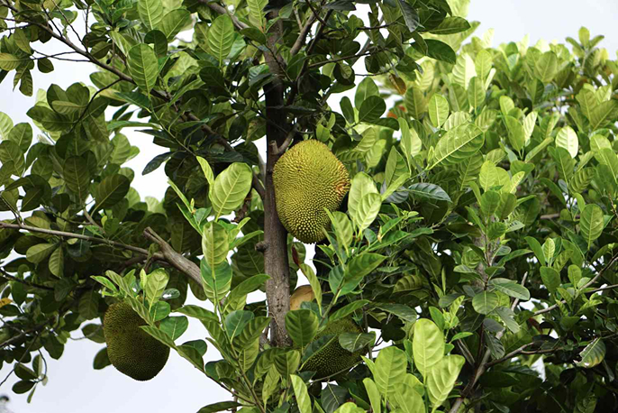 Cây mít (Artocarpus heterophyllus)
